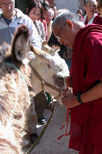 France IVY Rinpoche blessing donkeys