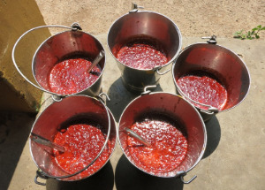 hot chili